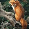 Fox Animal Paint By Number