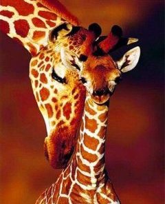 Giraffe And Baby Paint By Number