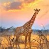 Giraffe With Sunrise Paint By Number