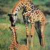 Giraffe and Her Baby Paint By Number