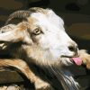 Goat Tongue Paint By Number