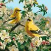 Goldfinch Birds Paint By Number