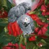 Gray Parrot paint by number