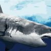 Great White Shark Paint By Number