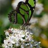 Green Butterfly Paint By Number