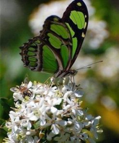 Green Butterfly Paint By Number