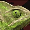 Green Lizard paint by number