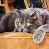 Grey Cat Paint By Number