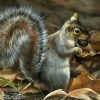 Grey Squirrel paint by number