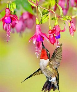 Flowers With Hummingbird Paint By Number