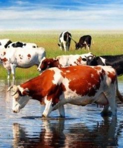 Herd of Cows Grazing Paint By Number