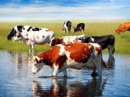 Herd of Cows Grazing Paint By Number