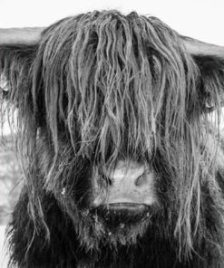 Highland Cow Face Paint By Number