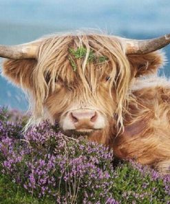 Highland Cow In The Heather Paint By Number