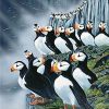 Horned Puffin Birds Paint By Number