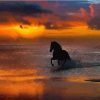 Horses at Sunset Paint By Number