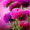 Hot Pink Aster Flowers Paint By Number