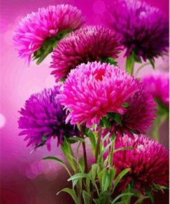 Hot Pink Aster Flowers Paint By Number