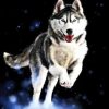 Husky Animal Paint By Number