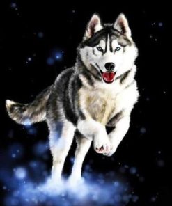 Husky Animal Paint By Number