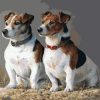 Jack Russell Dogs Paint By Number