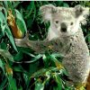 Koala Eucalyptus Paint By Number