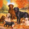 Labrador Dog paint by number