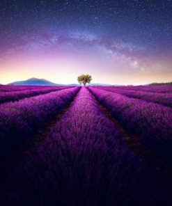 Lavender Fields By Night Paint By Number