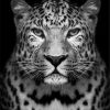 Leopard In Black And White Paint By Number