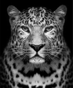 Leopard In Black And White Paint By Number