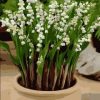 Lily of the Valley Paint By Number