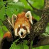 Little Red Panda on a Branch Paint By Number