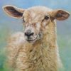 Little Sheep Paint By Number