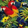 Macaw African Parrots Paint By Number