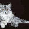 Maine Coon Cat Paint By Number