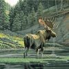 Moose By The River Paint By Number