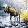 Moose In The River Paint By Number