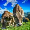 Mountain Cows Paint By Number