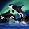 Orca Dolphins at Aurora Paint By Number