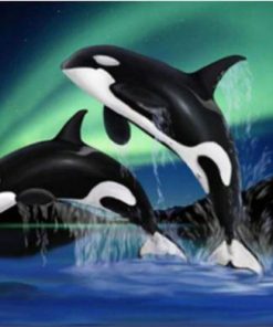 Orca Dolphins at Aurora Paint By Number