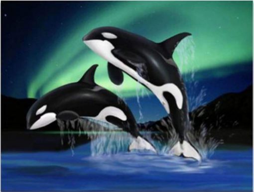 Orca Dolphins at Aurora Paint By Number