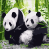 Panda Couple Paint By Number