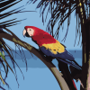 Parrot Bird Paint By Number