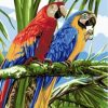 Parrots Birds Paint By Number