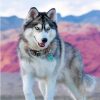 Siberian Dog Husky Animals Paint By Numbers