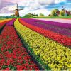 Tulip Growers  Landscape Paint By Numbers