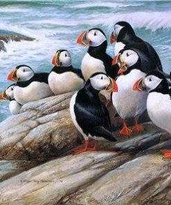 Puffins on Rock paint by numbers