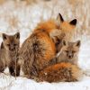 Red Foxes on Snow Paint By Number