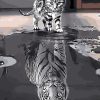 Reflected Cat Paint By Number