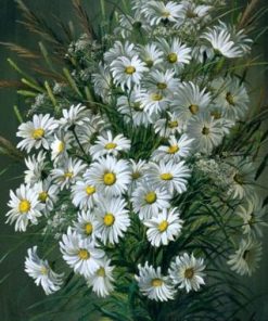 Shasta Daisy Flowers Paint By Number